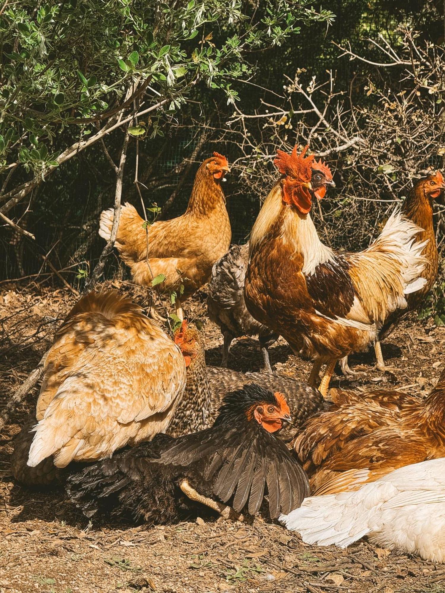 Agriturismo Il Muto Di Gallura Aggius Exteriér fotografie