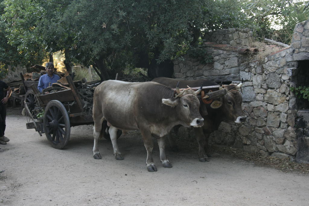 Agriturismo Il Muto Di Gallura Aggius Exteriér fotografie