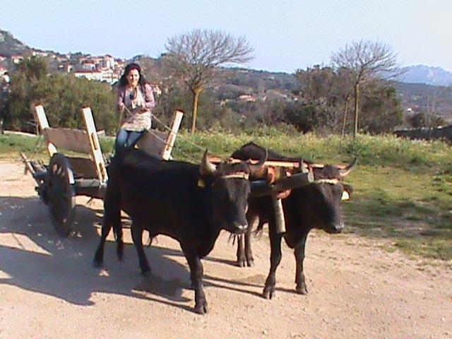 Agriturismo Il Muto Di Gallura Aggius Exteriér fotografie