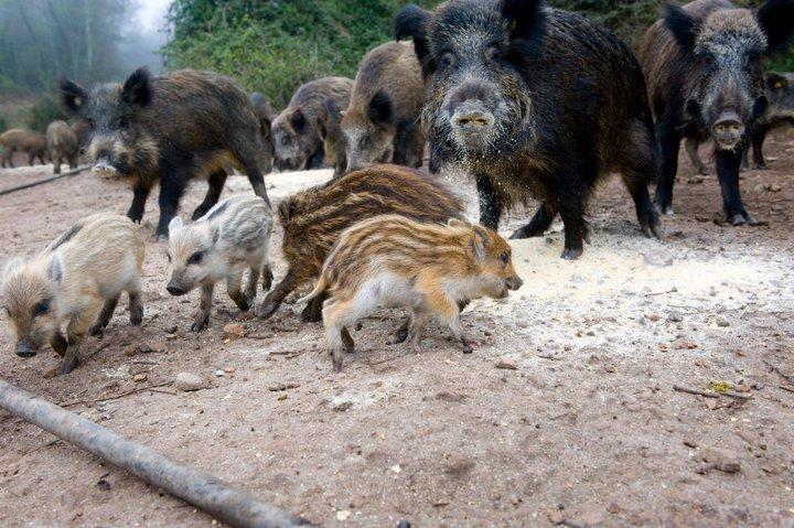 Agriturismo Il Muto Di Gallura Aggius Exteriér fotografie