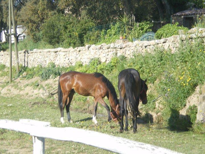 Agriturismo Il Muto Di Gallura Aggius Exteriér fotografie
