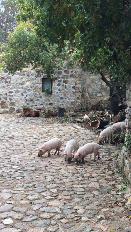 Agriturismo Il Muto Di Gallura Aggius Exteriér fotografie