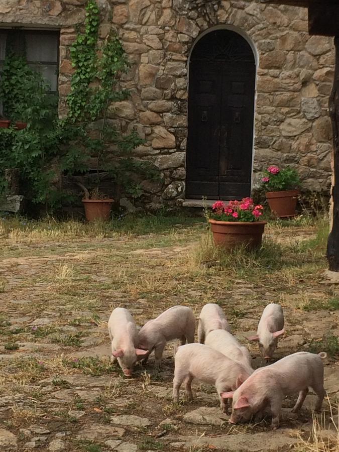 Agriturismo Il Muto Di Gallura Aggius Exteriér fotografie
